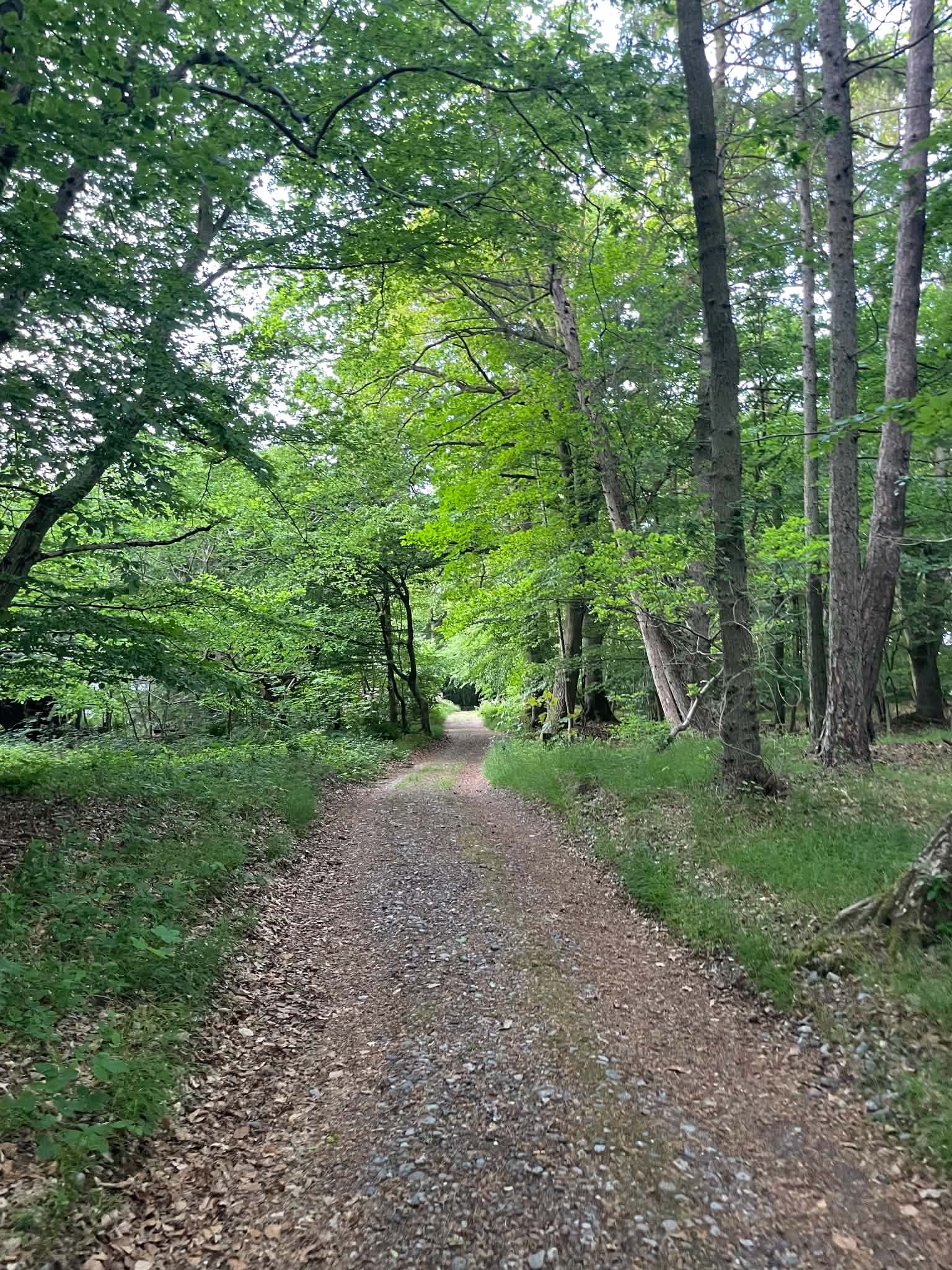 En sti, der fører gennem en grøn skov