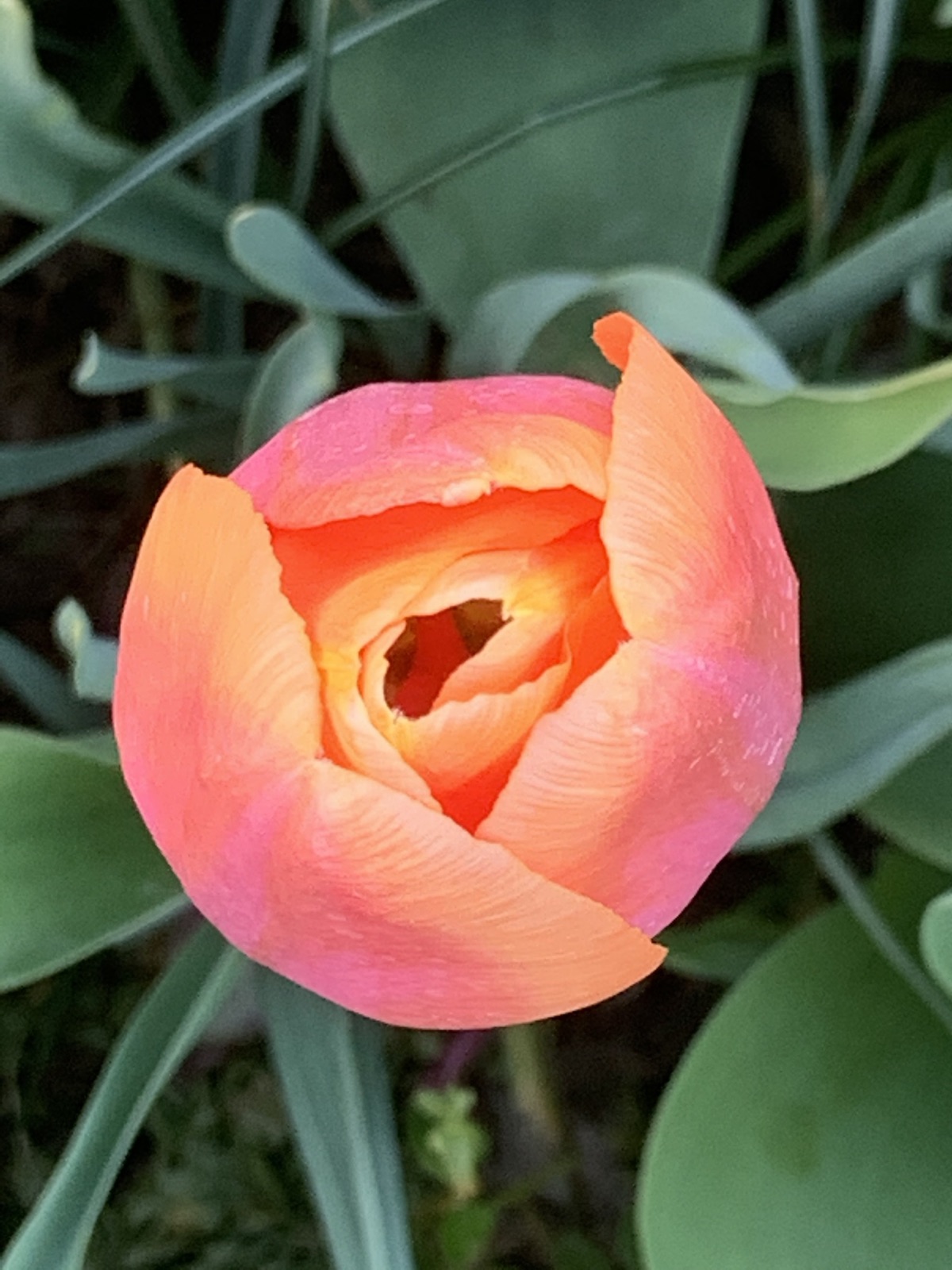 En tulipan, der er ved at åbne sig